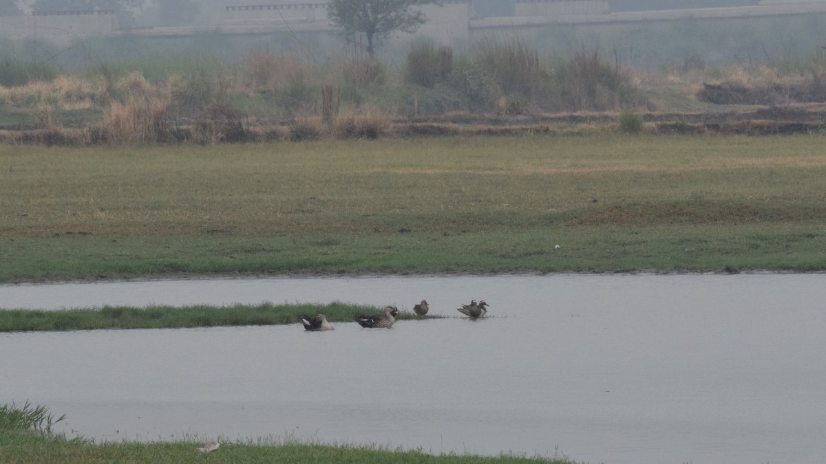 Garganey - Narender Khaira