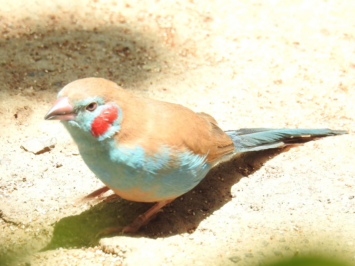 Red-cheeked Cordonbleu - ML60212371