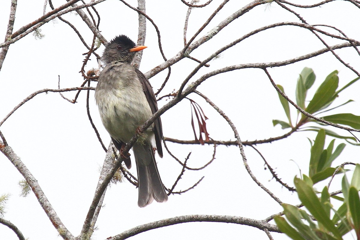 Bulbul de Gran Comora - ML602124131