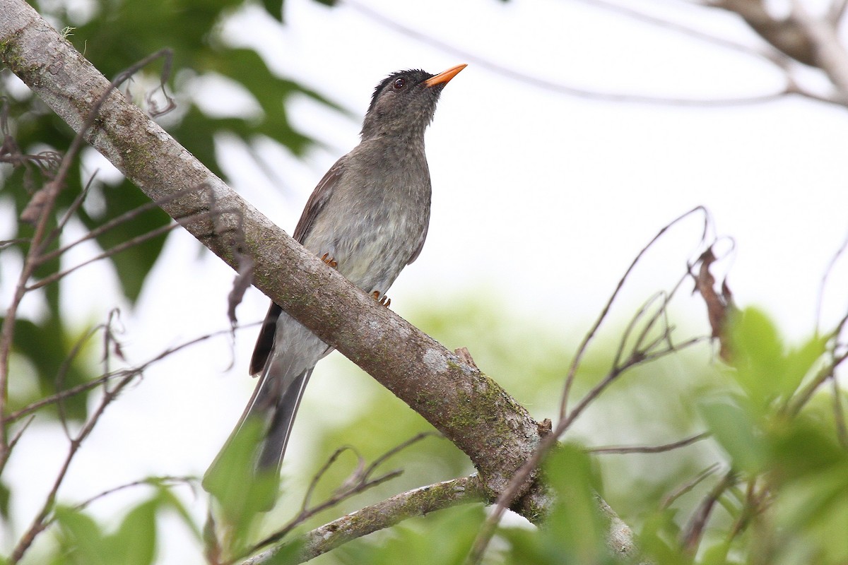 Bulbul des Comores - ML602124141