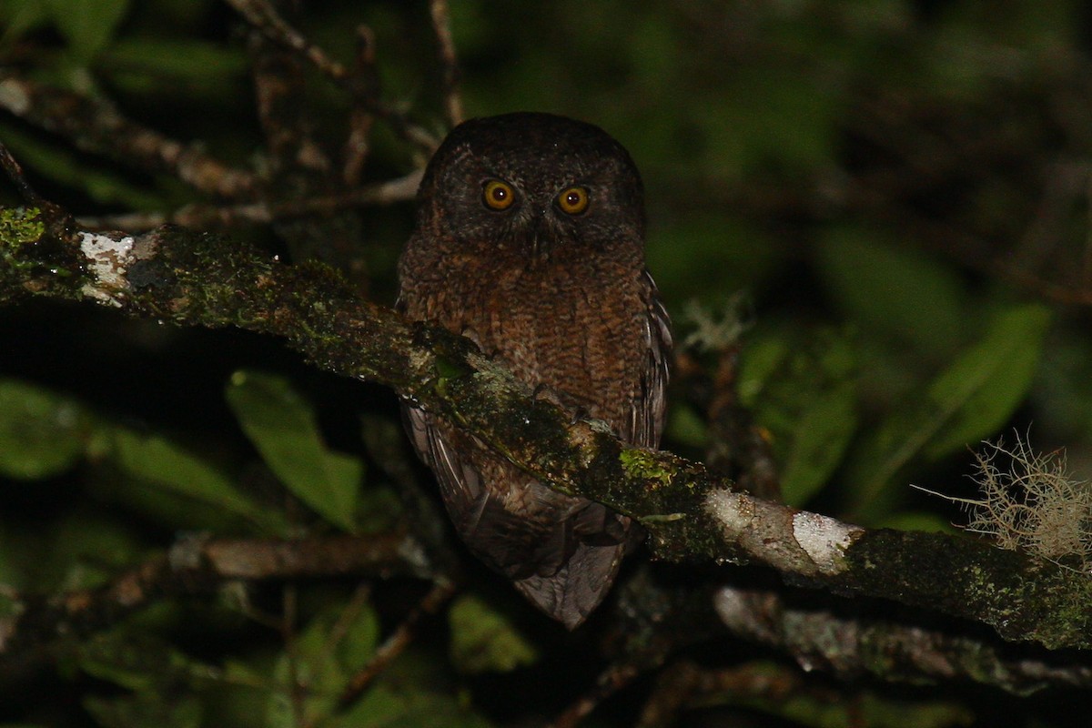 Comoro Scops-Owl - ML602124231