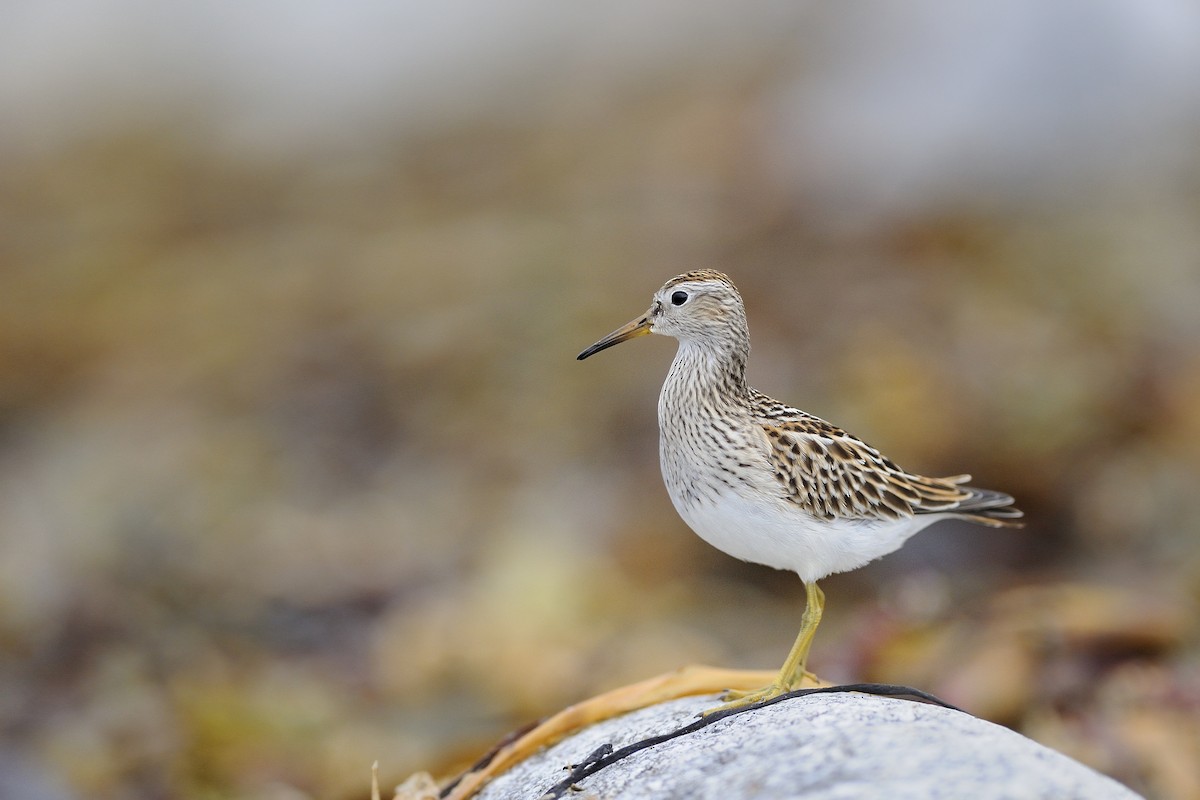 Pectoral Sandpiper - ML602125961