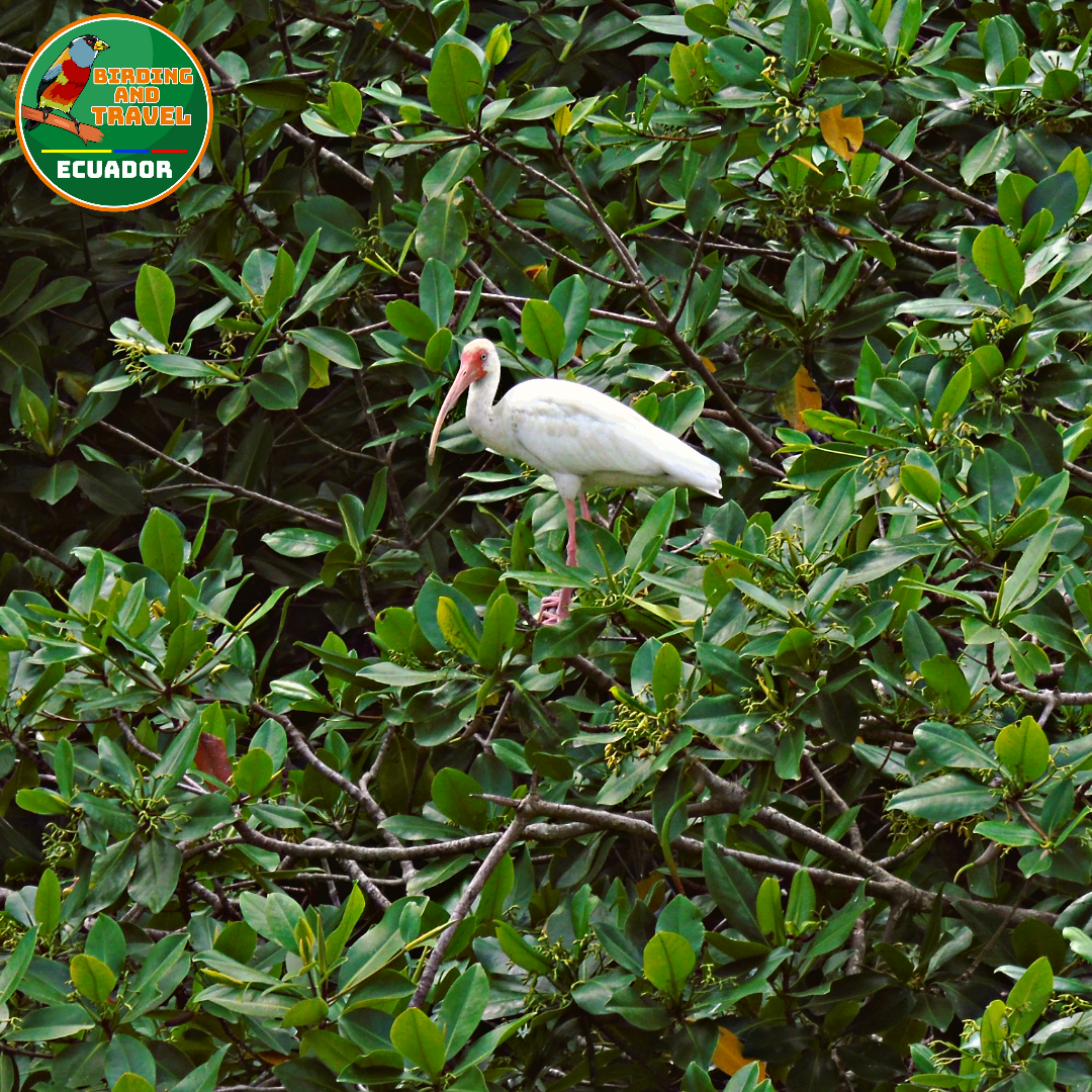 White Ibis - ML602126291