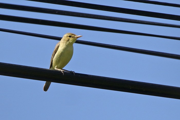 Melodious Warbler - ML60212631