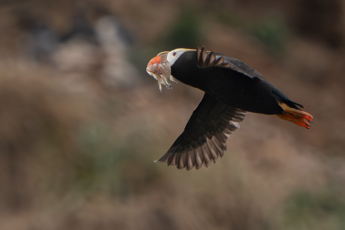 Tufted Puffin - ML602126531
