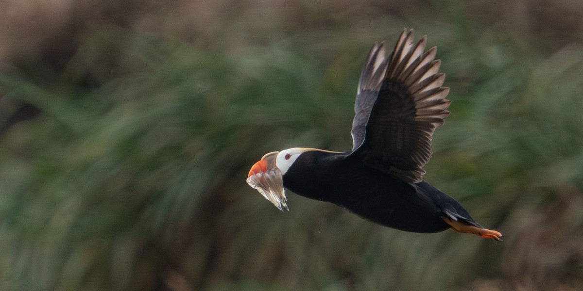 Tufted Puffin - ML602126541