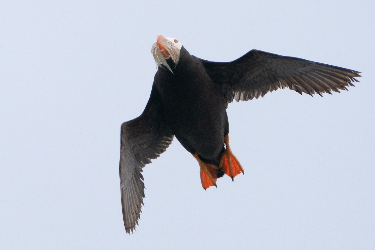 Tufted Puffin - ML602126551