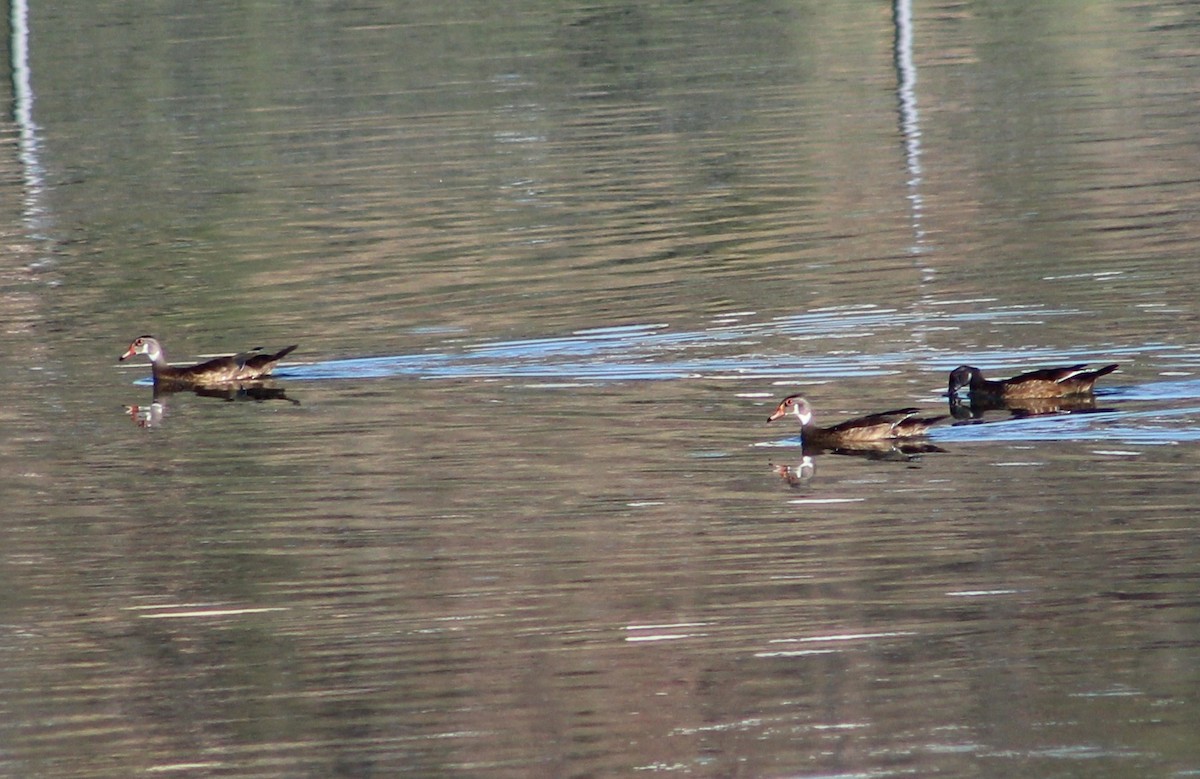 Wood Duck - ML602126581