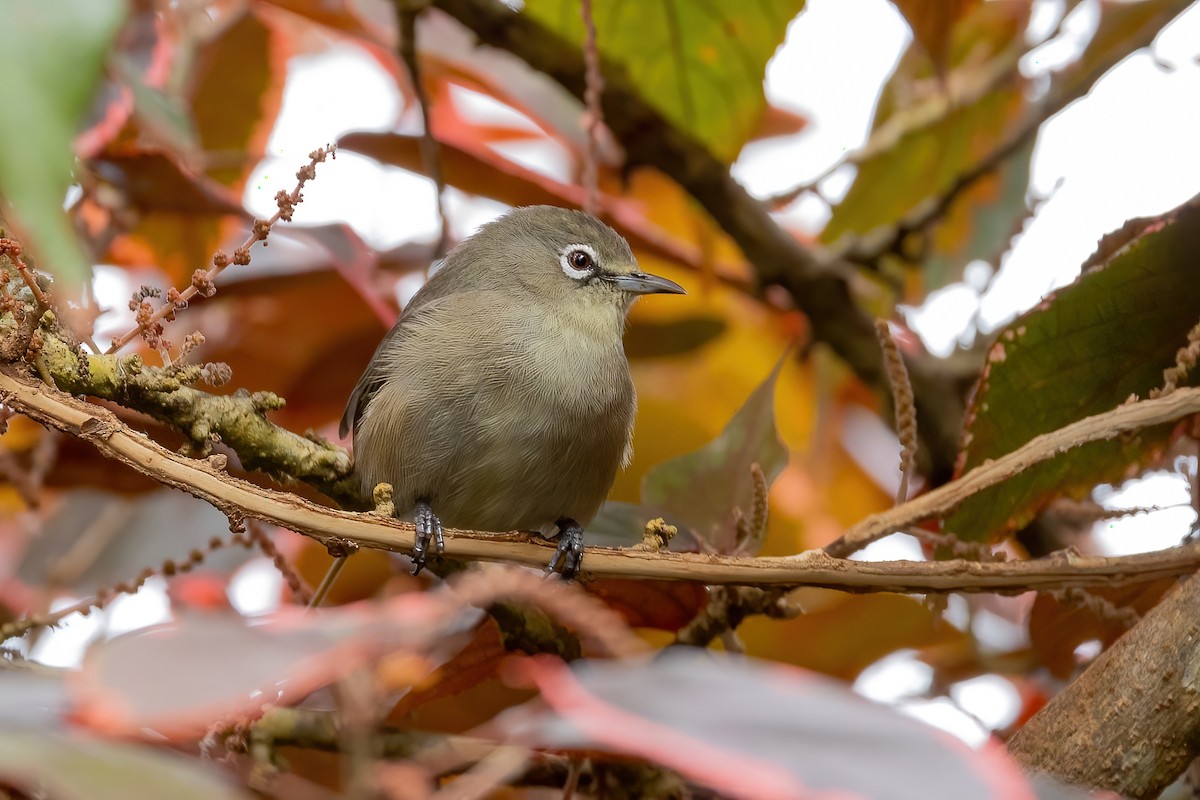 Mahébrillenvogel - ML602126931