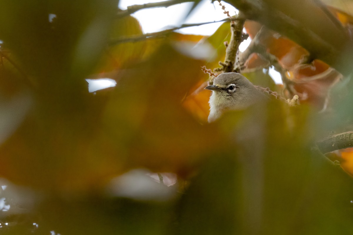 Mahébrillenvogel - ML602126951