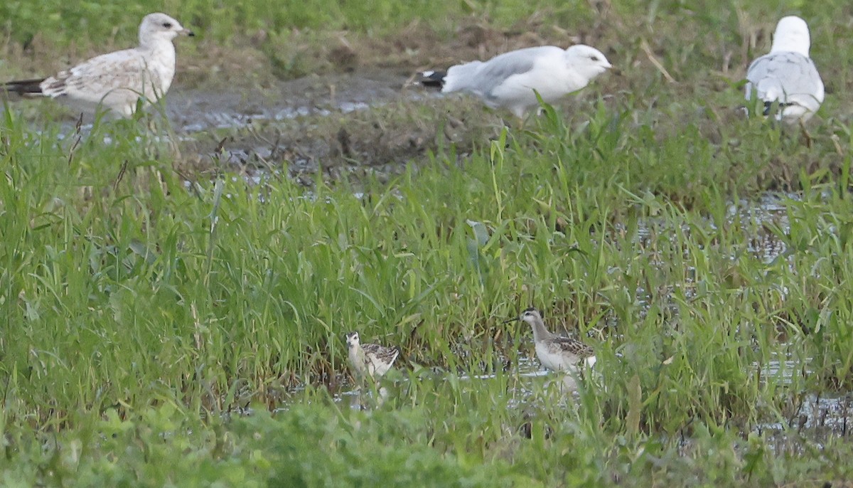 Wilson's Phalarope - Willie D'Anna