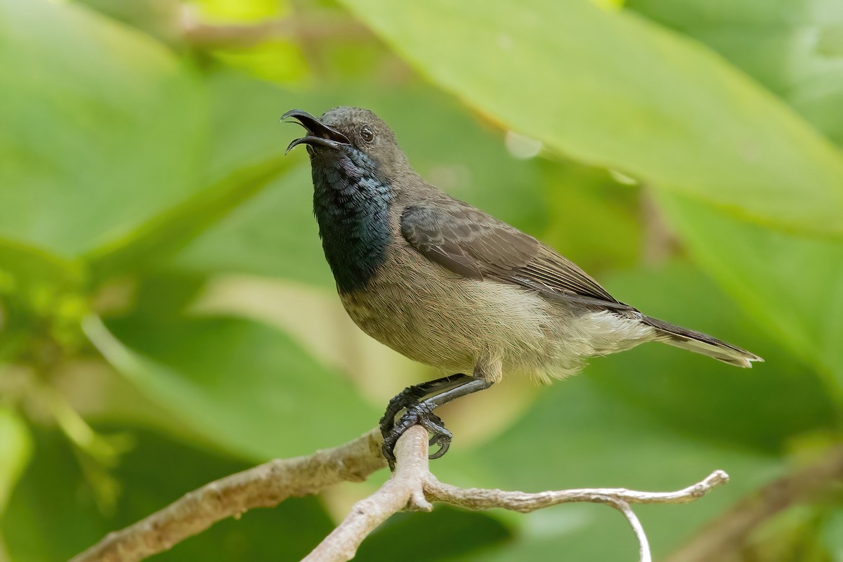 Seychelles Sunbird - Daniel Danckwerts (Rockjumper Birding Tours)