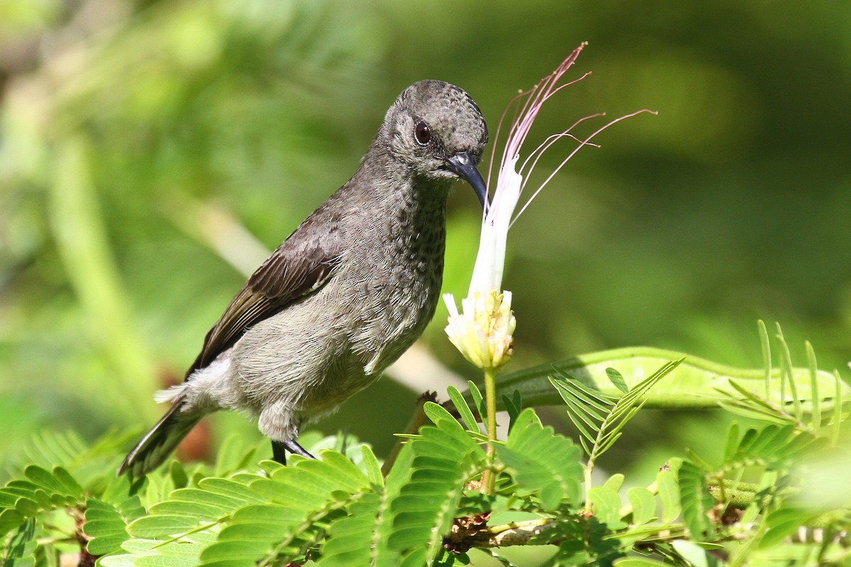 Seychelles Sunbird - Daniel Danckwerts (Rockjumper Birding Tours)