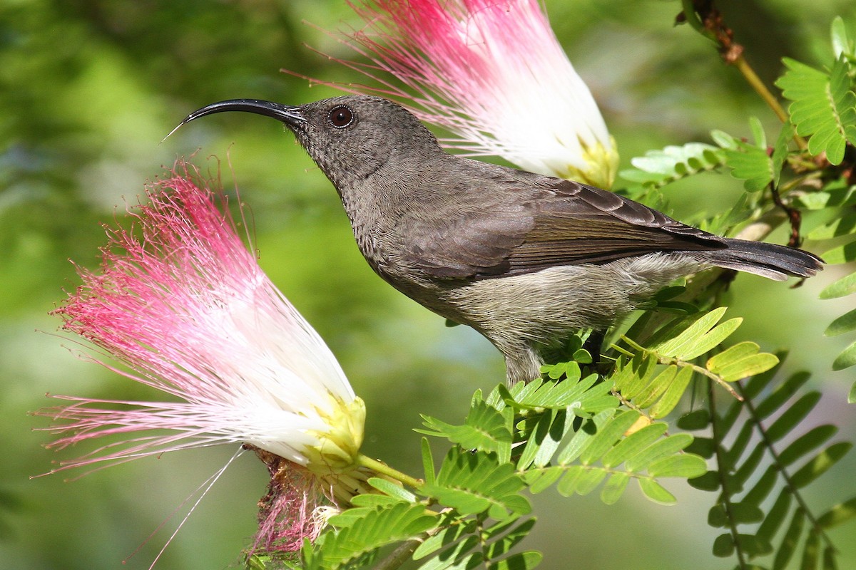 Seychelles Sunbird - Daniel Danckwerts (Rockjumper Birding Tours)