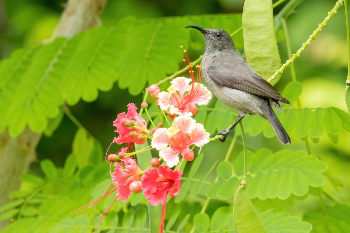 Seychelles Sunbird - ML602127141