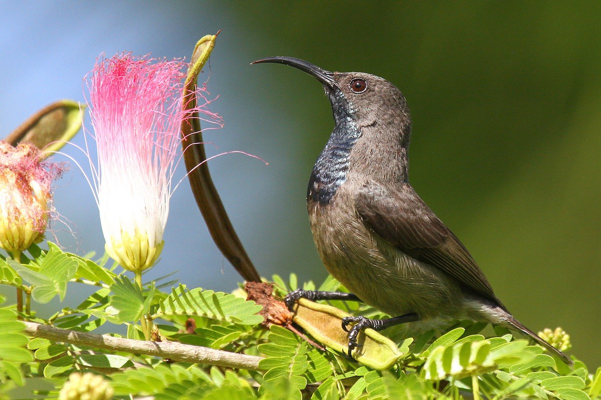 Seychelles Sunbird - Daniel Danckwerts (Rockjumper Birding Tours)