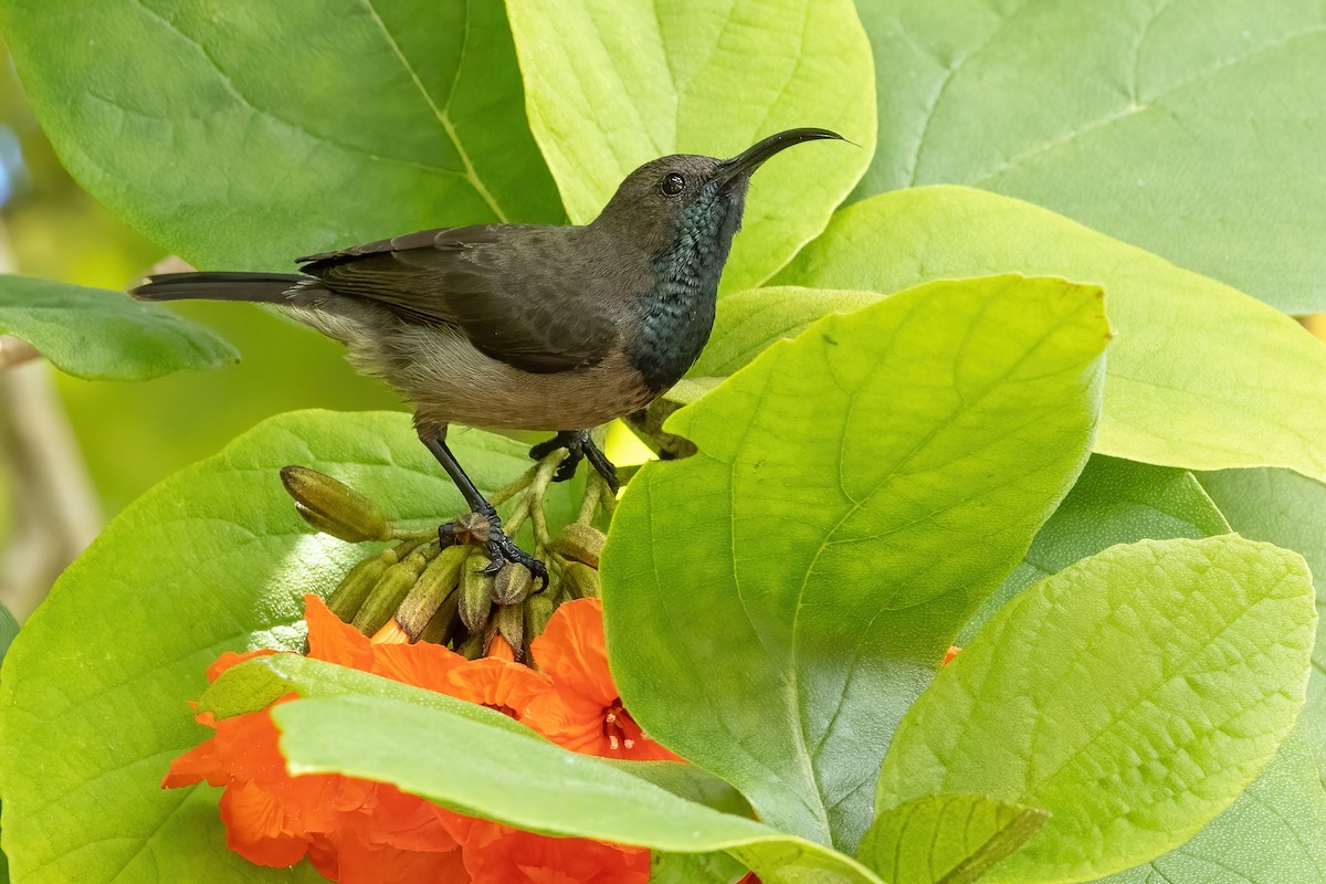 Seychelles Sunbird - Daniel Danckwerts (Rockjumper Birding Tours)