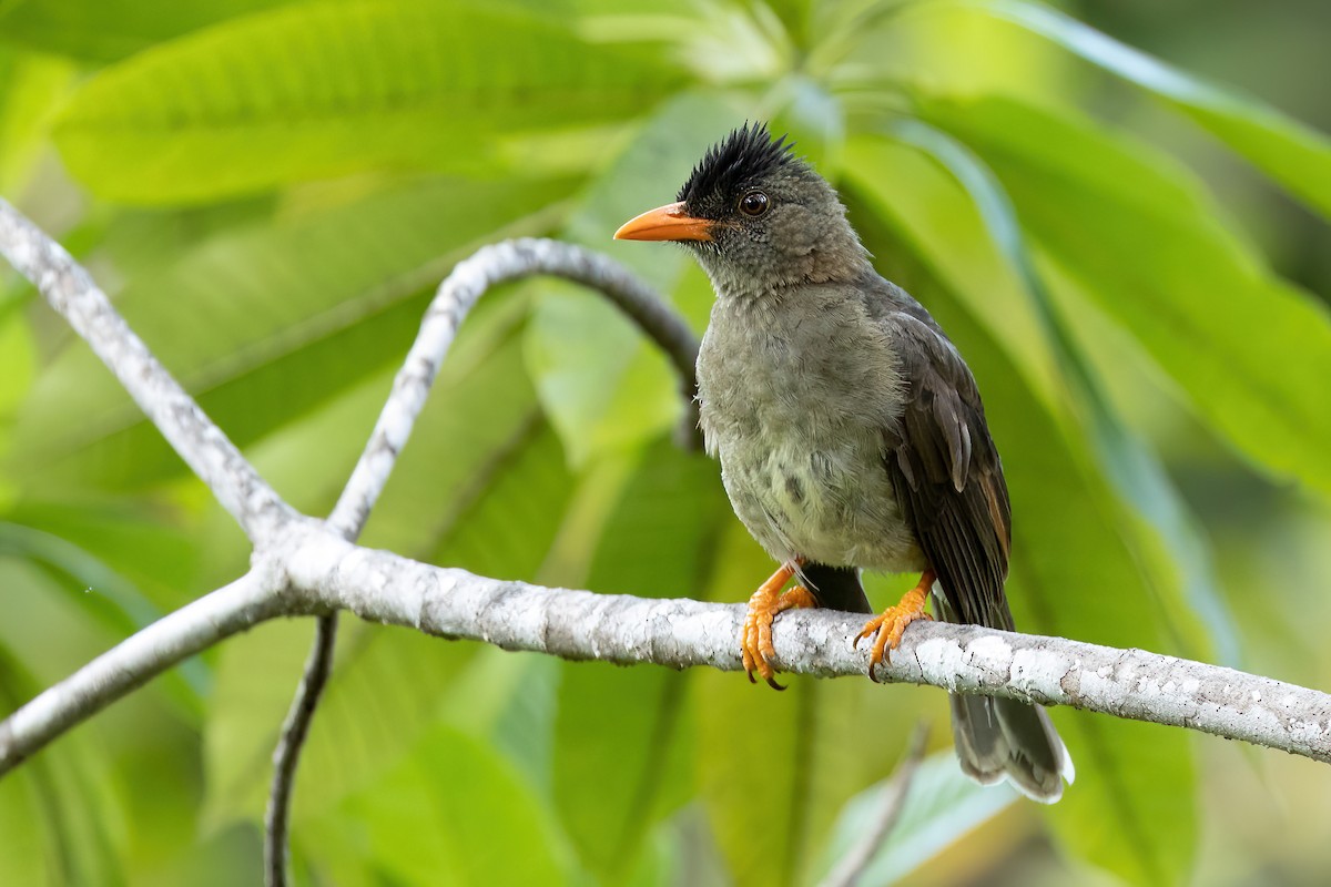 Seychelles Bulbul - Daniel Danckwerts (Rockjumper Birding Tours)
