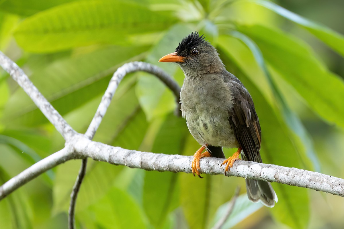 Bulbul merle - ML602127171