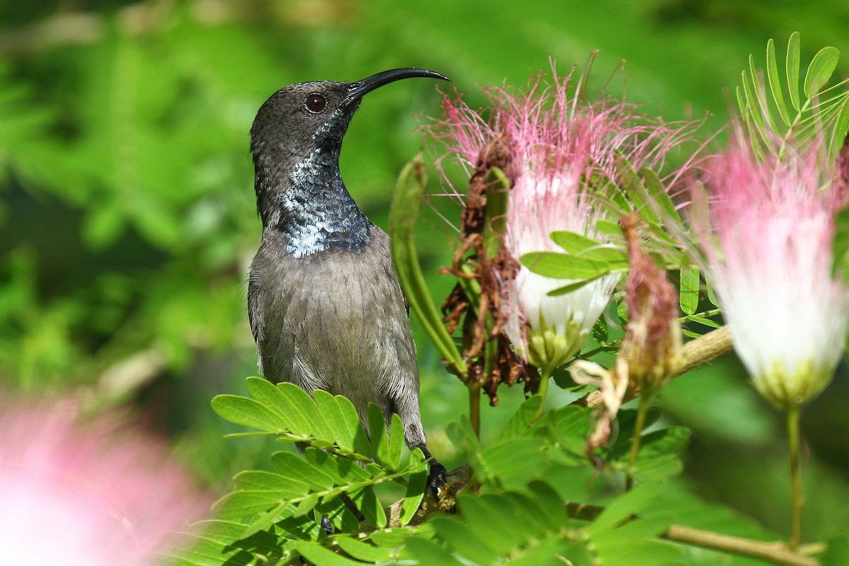 Seychelles Sunbird - ML602127181