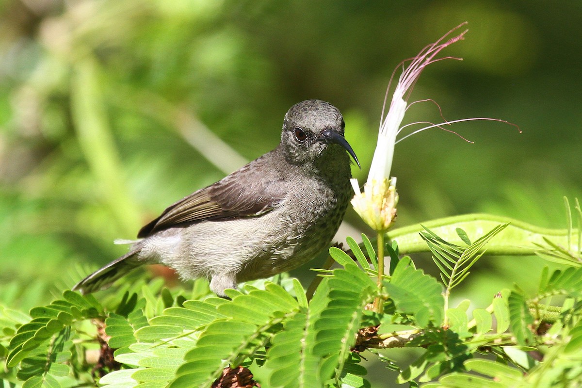 Seychelles Sunbird - Daniel Danckwerts (Rockjumper Birding Tours)