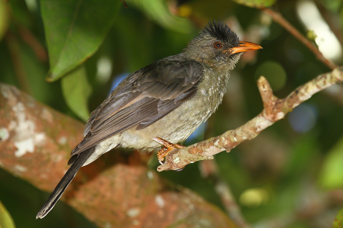 Bulbul merle - ML602127201