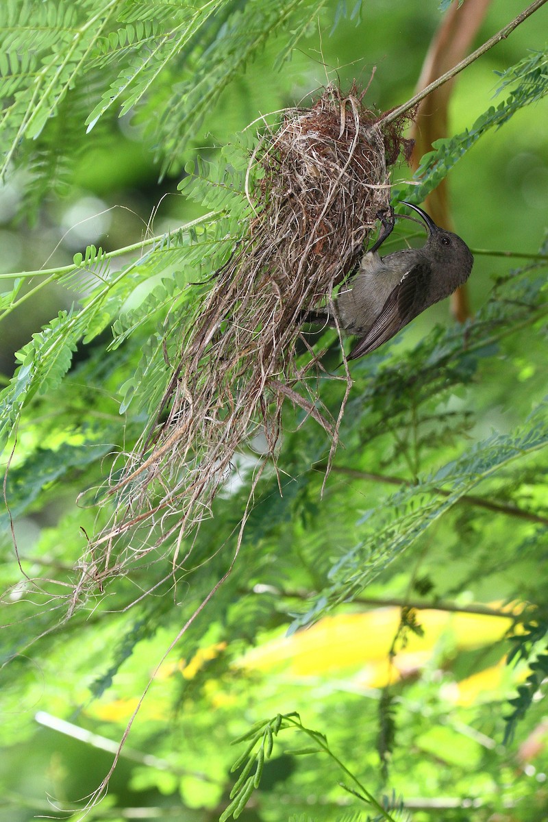 Seychelles Sunbird - ML602127211