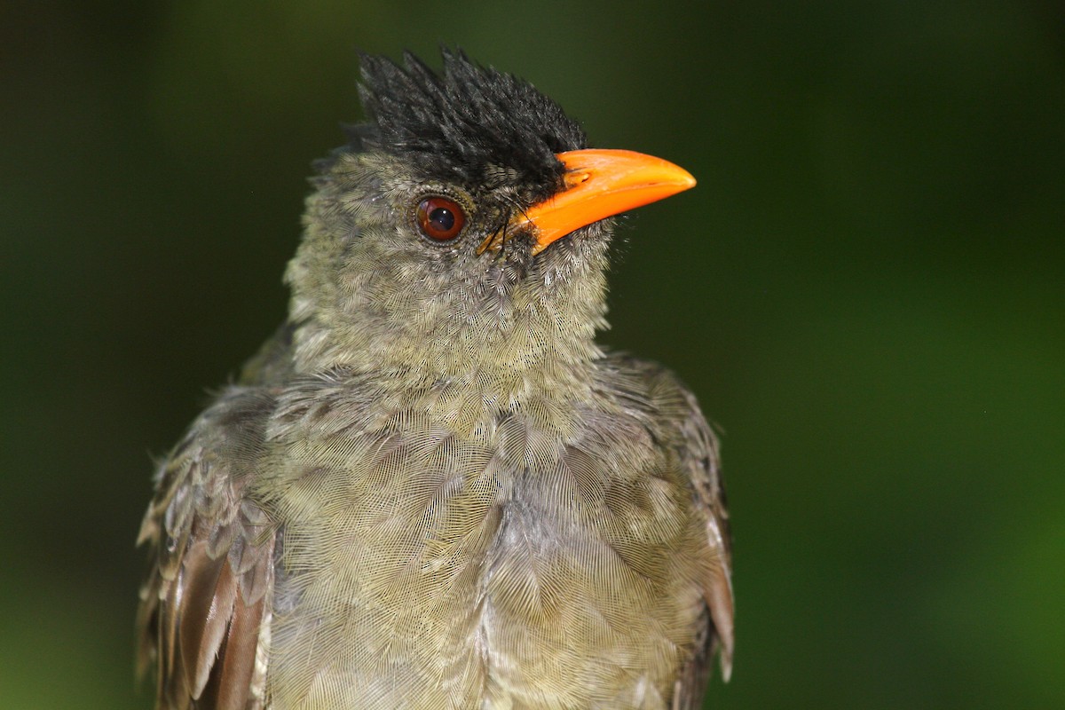 Seychelles Bulbul - Daniel Danckwerts (Rockjumper Birding Tours)