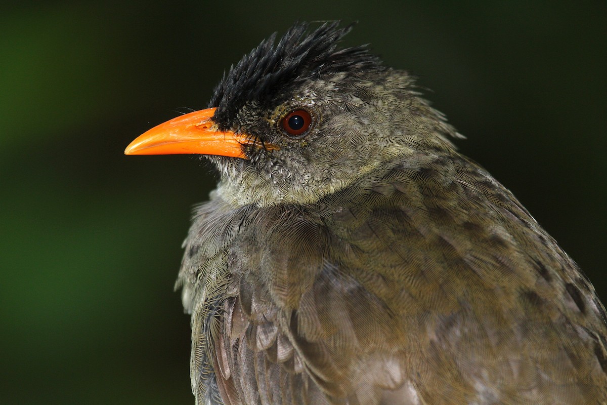 Seychelles Bulbul - Daniel Danckwerts (Rockjumper Birding Tours)