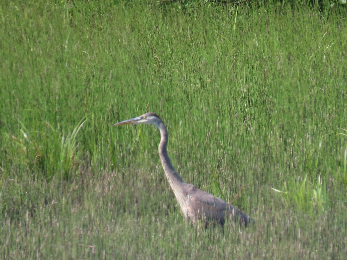 Great Blue Heron - ML602127291