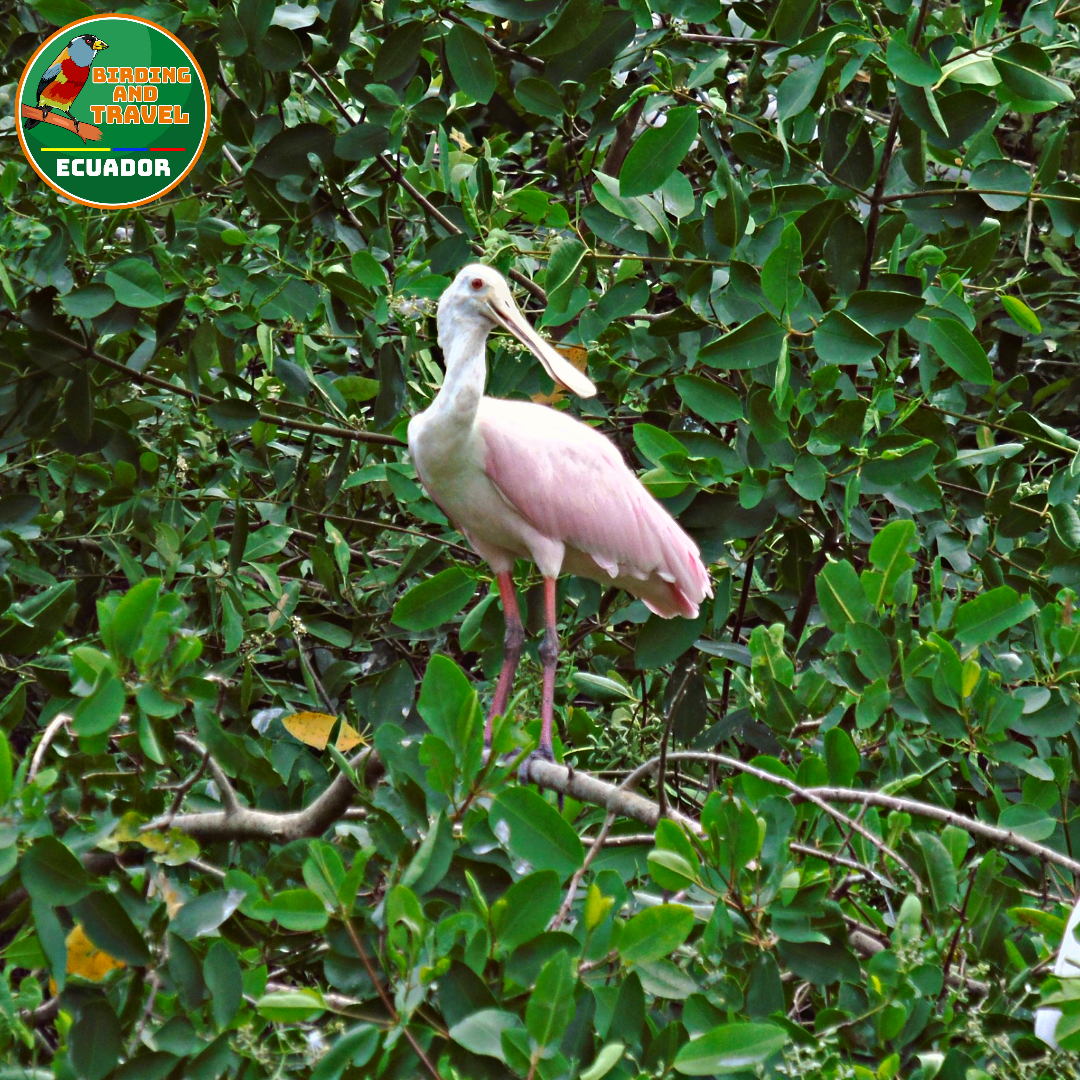 Roseate Spoonbill - ML602127371