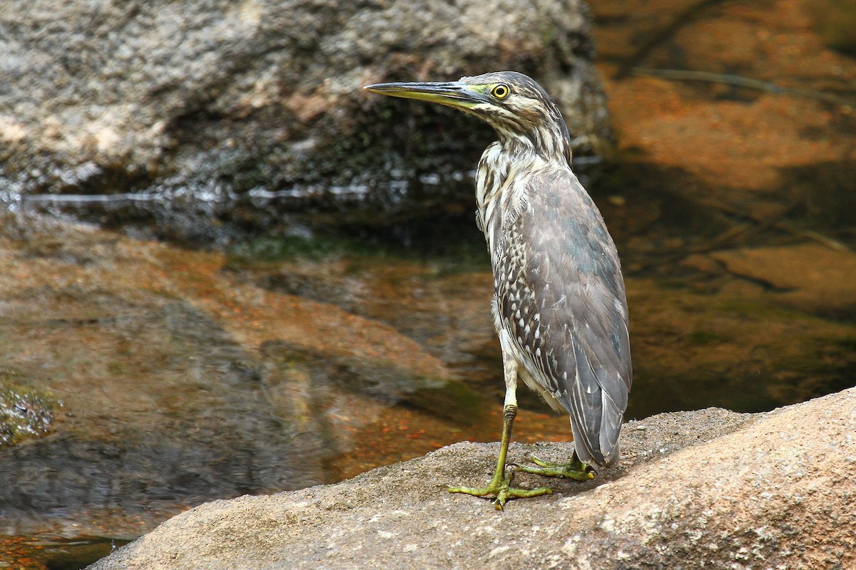 Striated Heron - ML602127541