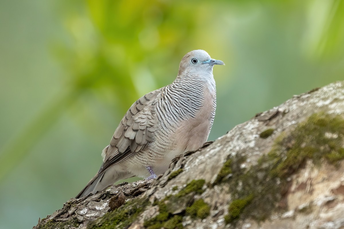 Zebra Dove - Daniel Danckwerts (Rockjumper Birding Tours)