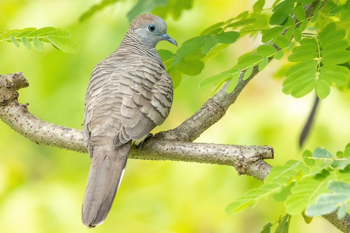 Zebra Dove - ML602127741