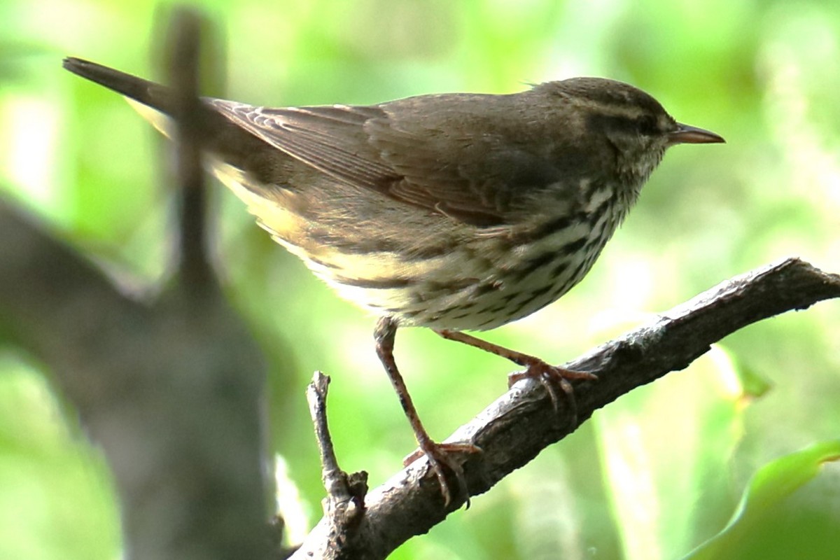 Northern Waterthrush - ML602129741