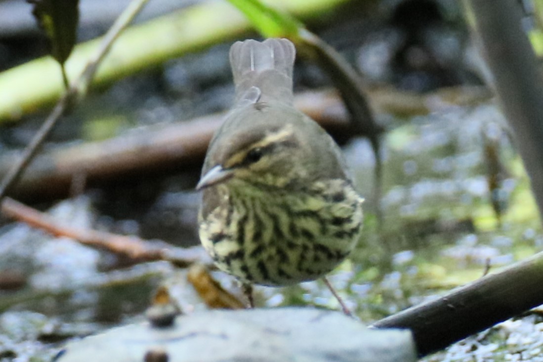 Northern Waterthrush - ML602129831