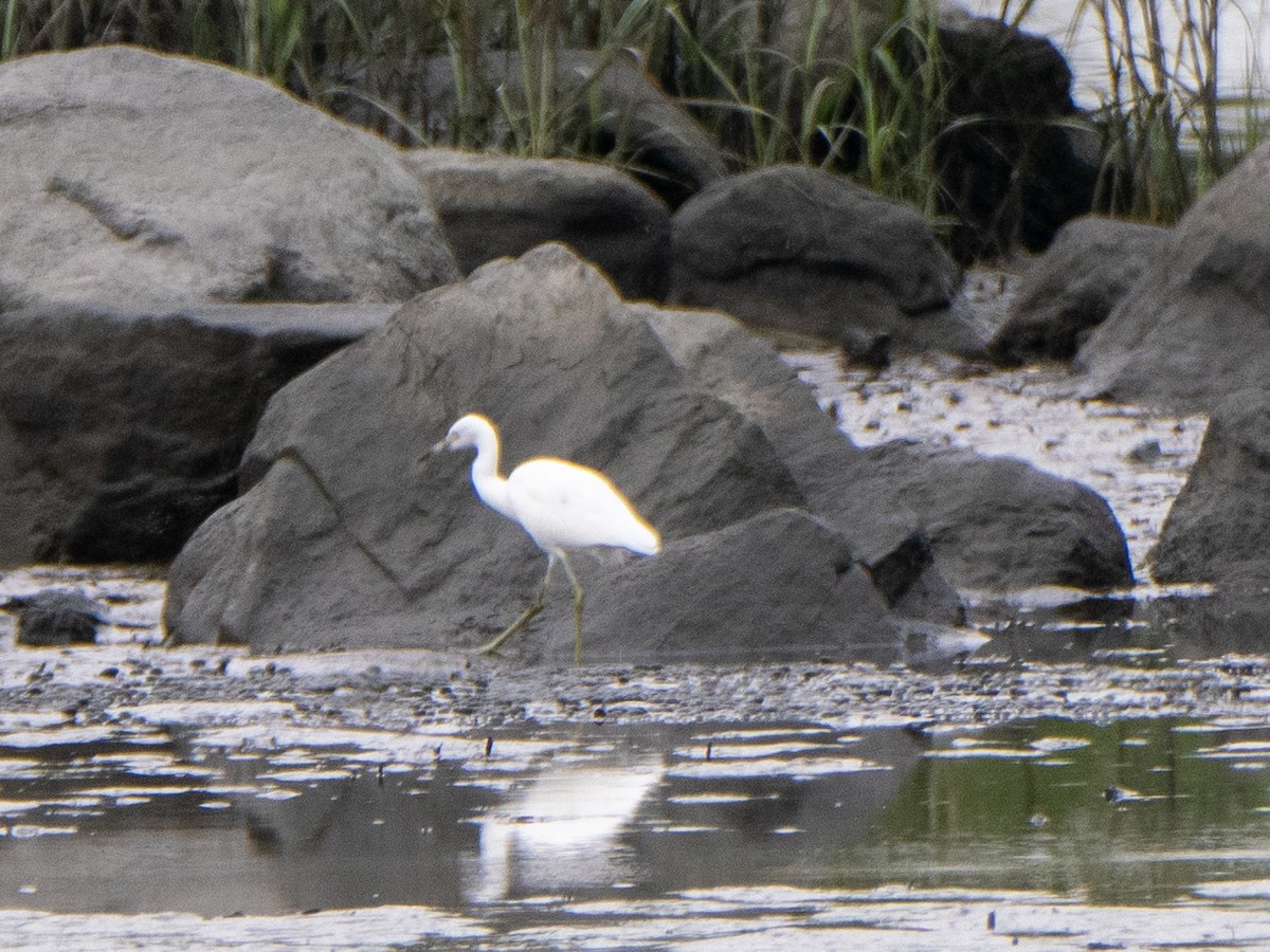 Little Blue Heron - ML602131221