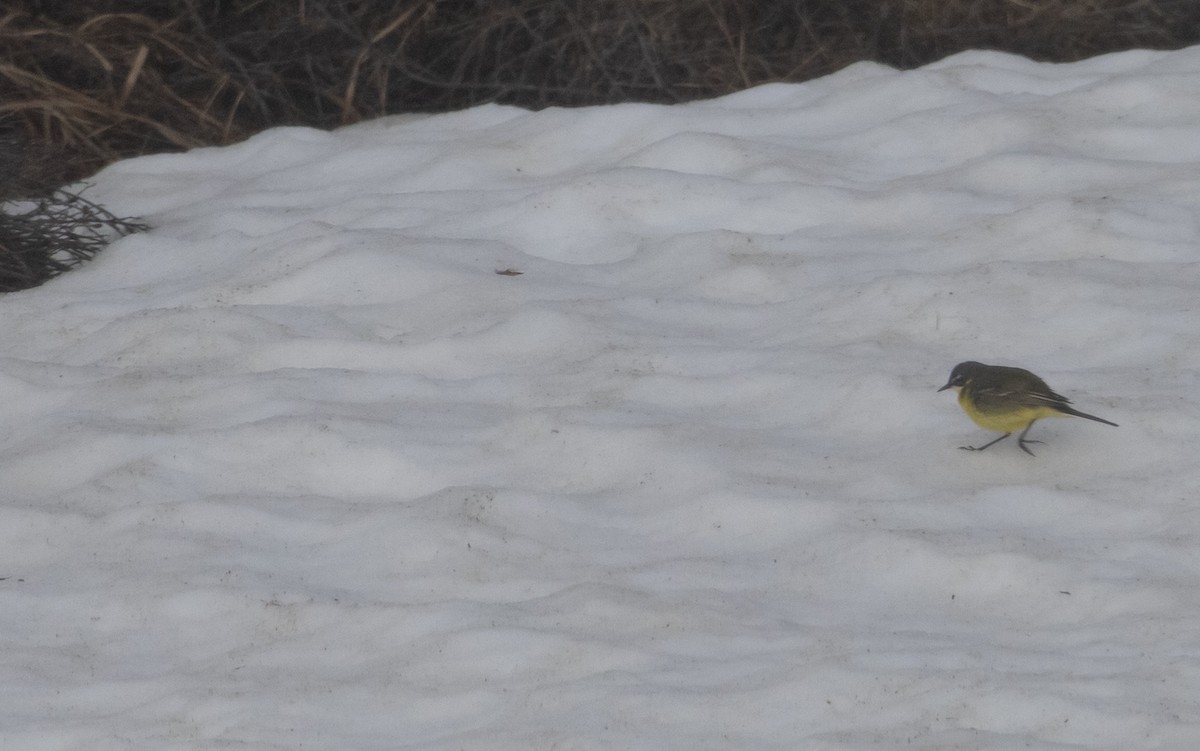 Eastern Yellow Wagtail - Michael Todd