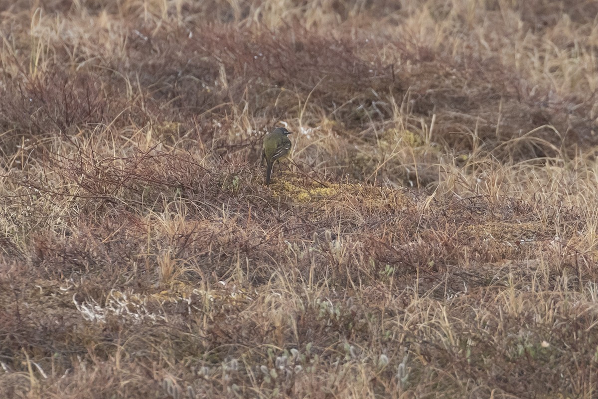 Eastern Yellow Wagtail - Michael Todd