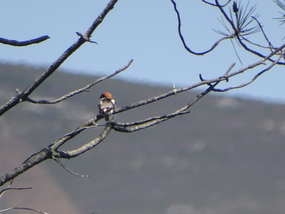 Woodchat Shrike - ML602131991