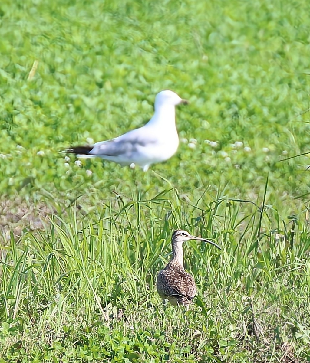 Hudsonian Whimbrel - Phil Mills