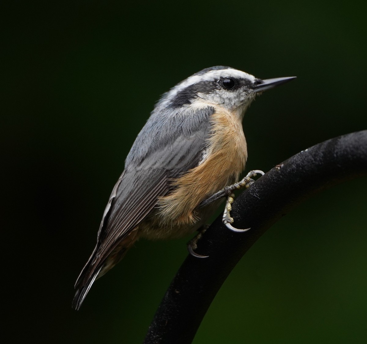 Red-breasted Nuthatch - ML602134211