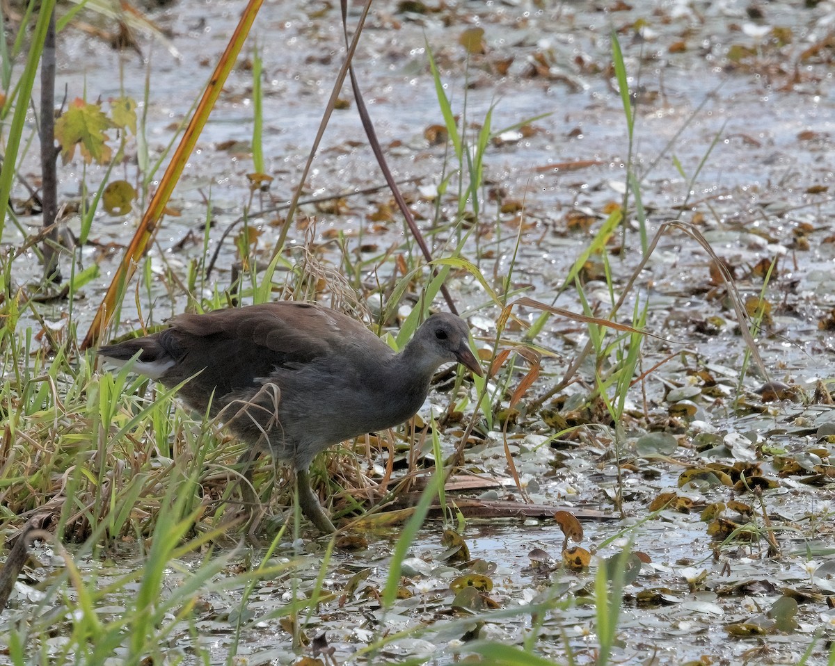 Common Gallinule - ML602134851