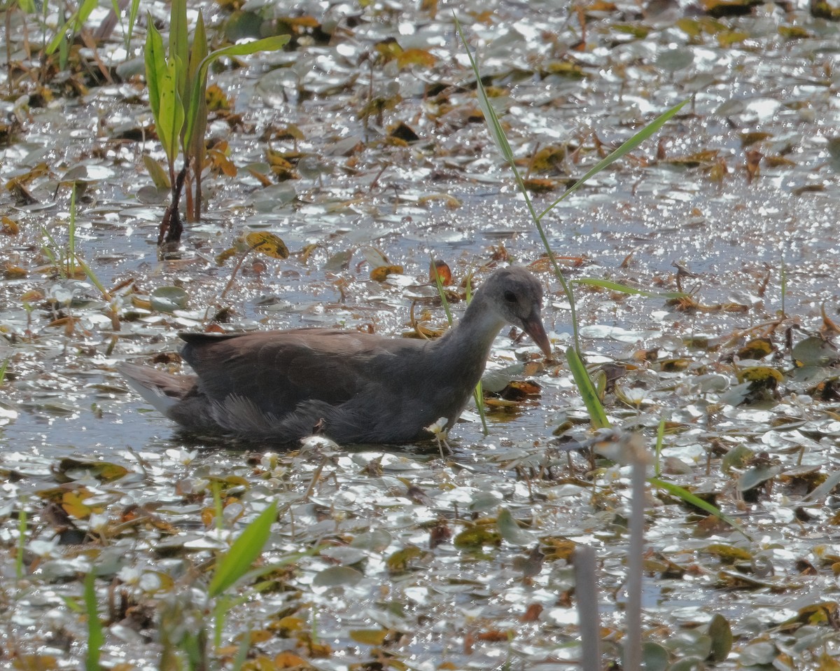 Common Gallinule - ML602134861