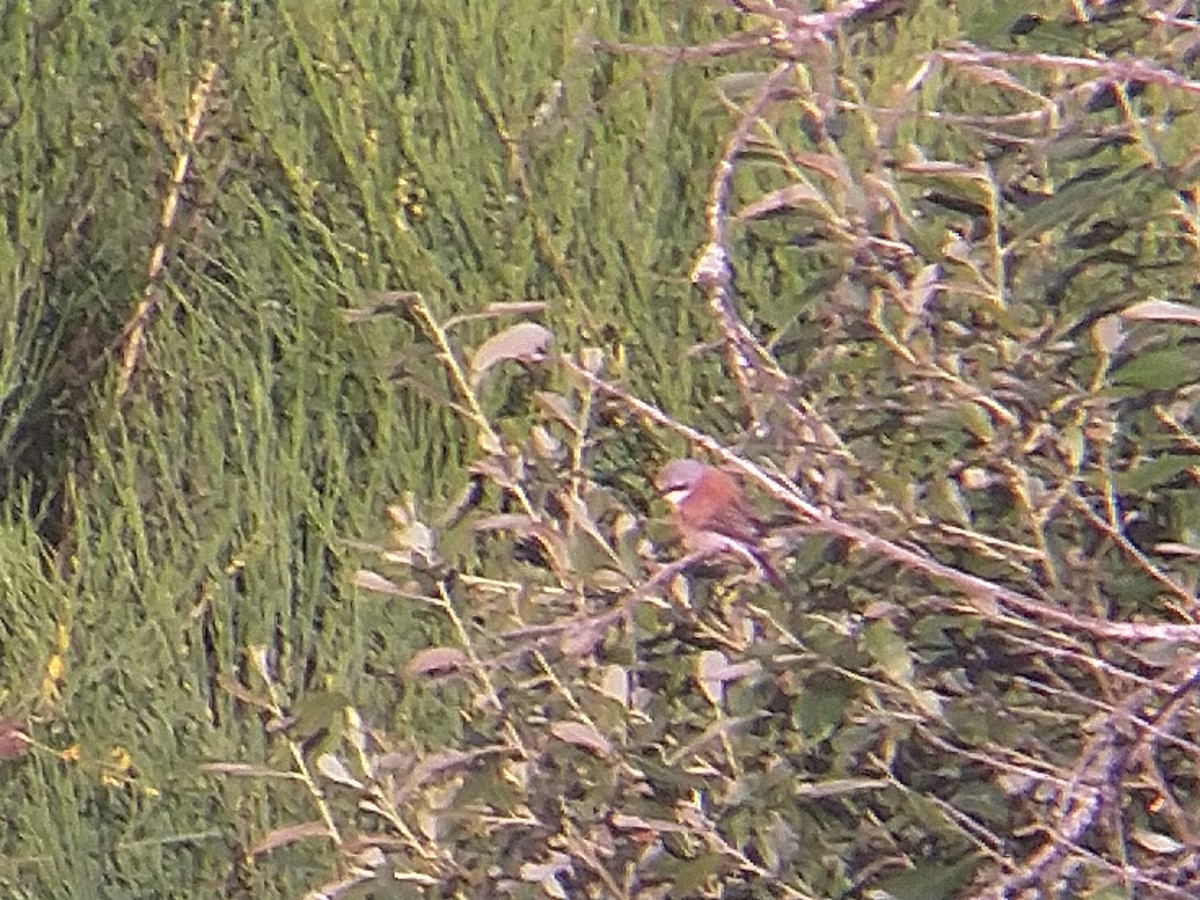 Red-backed Shrike - ML602137641