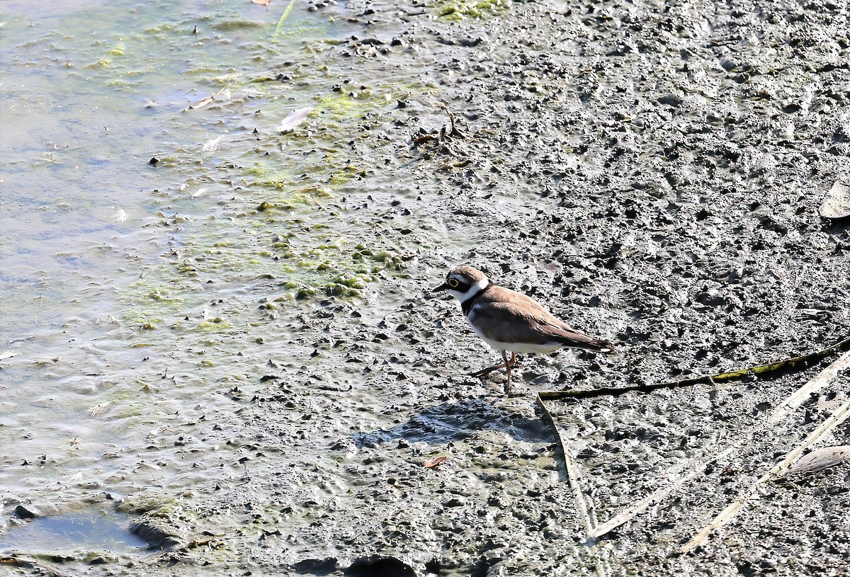 Little Ringed Plover - ML602139351