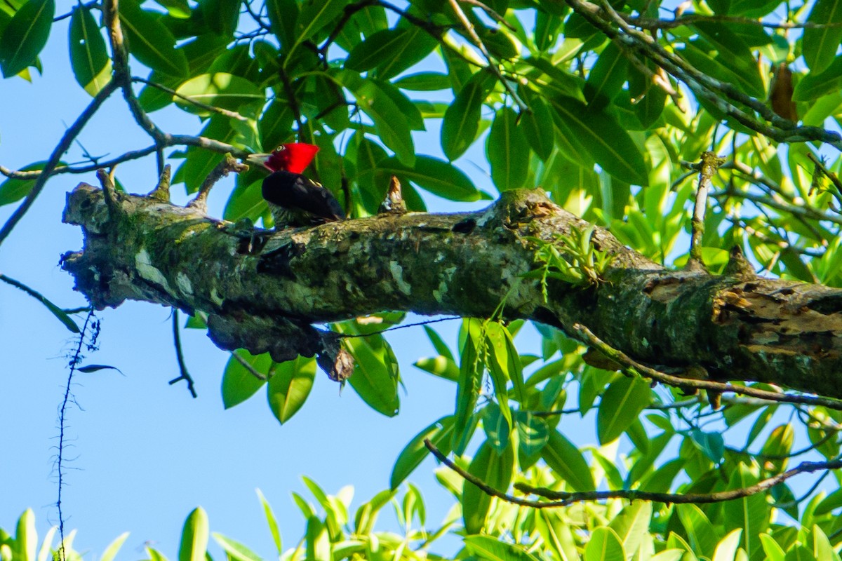 Pale-billed Woodpecker - Alvaro Bermejo