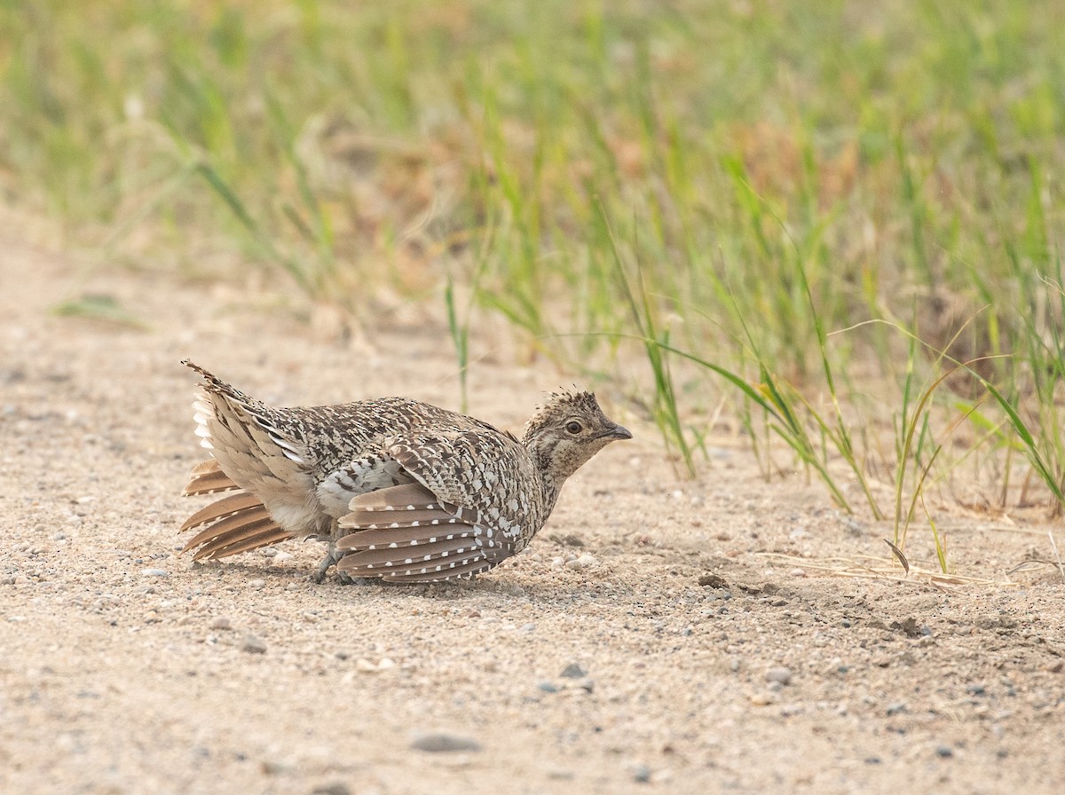 Sharp-tailed Grouse - ML602140581