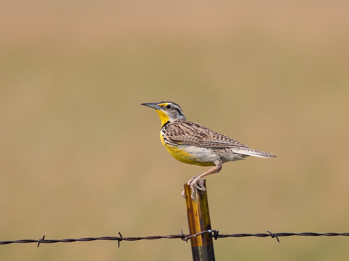 Western Meadowlark - ML602140641