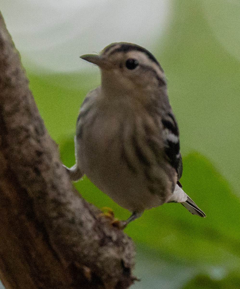 Black-and-white Warbler - ML602140751